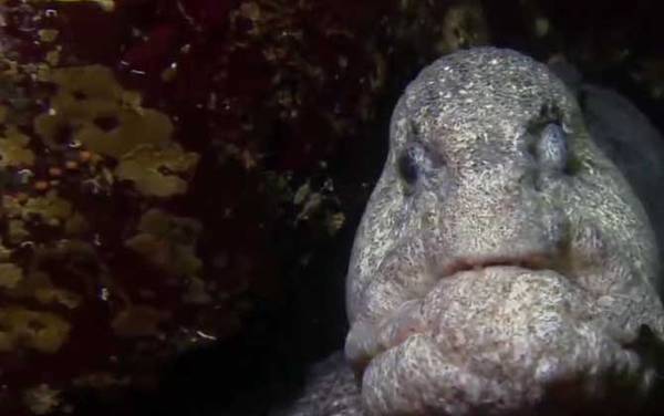 狼鳗是什么动物?