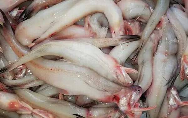 龙头鱼是什么鱼?