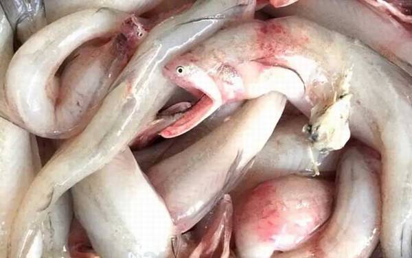 龙头鱼是什么鱼?