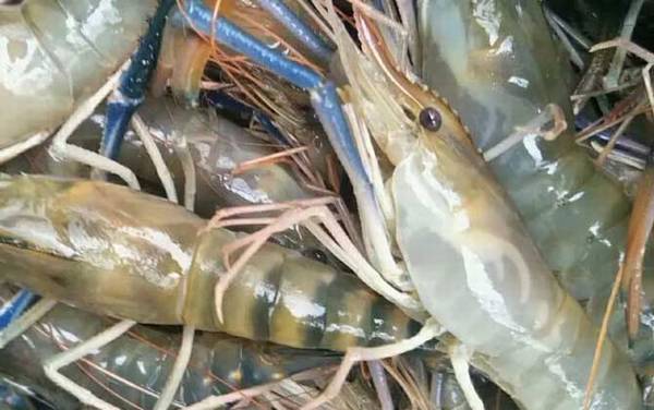 罗氏沼虾是什么虾?