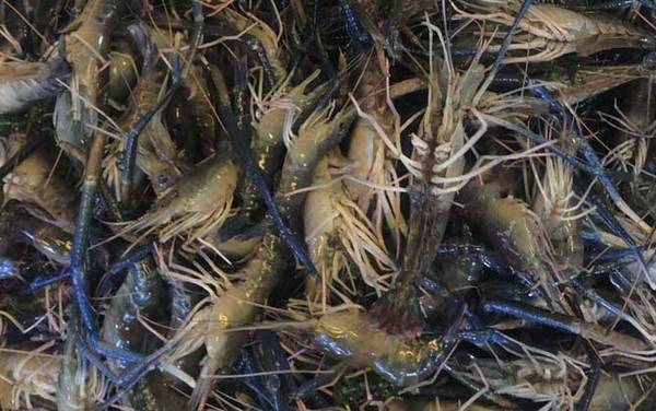 罗氏沼虾是什么虾?