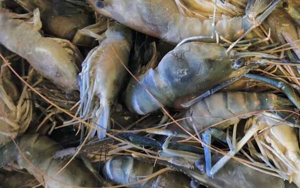 罗氏沼虾是什么虾?