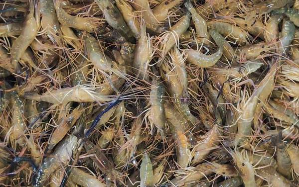 罗氏沼虾是什么虾?