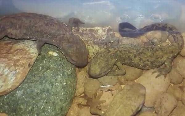 瘰螈是什么动物?