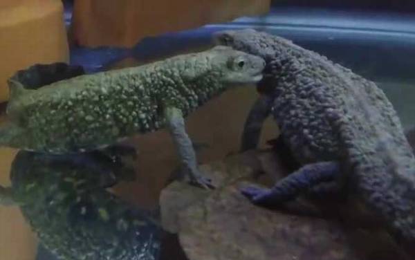 瘰螈是什么动物?