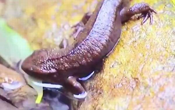 瘰螈是什么动物?