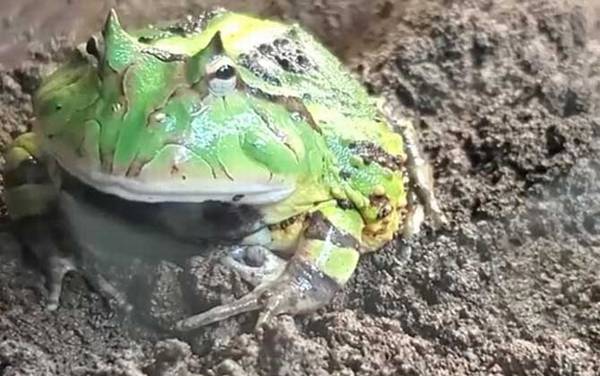 绿角蛙是什么蛙?