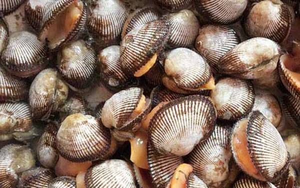 麻蛤是什么动物?