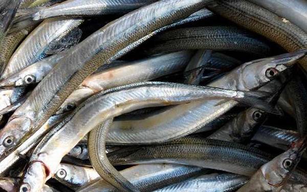 马步鱼是什么鱼?