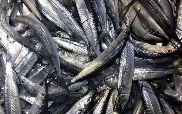 马步鱼是什么鱼?