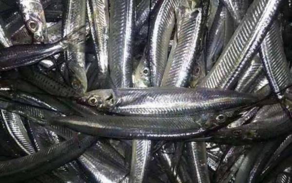 马步鱼是什么鱼?