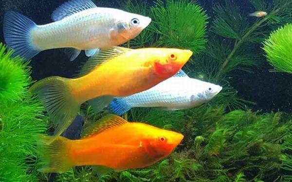 玛丽鱼是什么鱼?