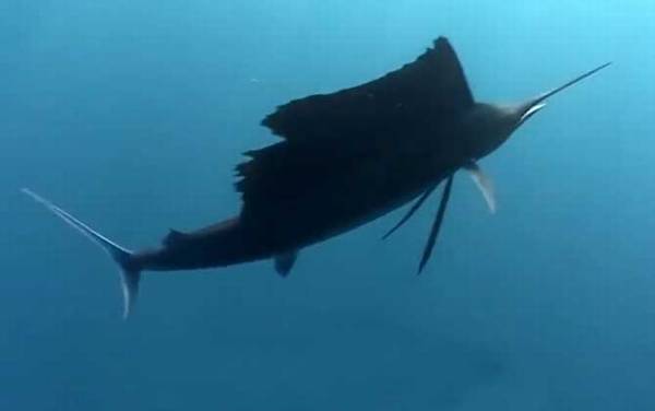 马林鱼是什么鱼?