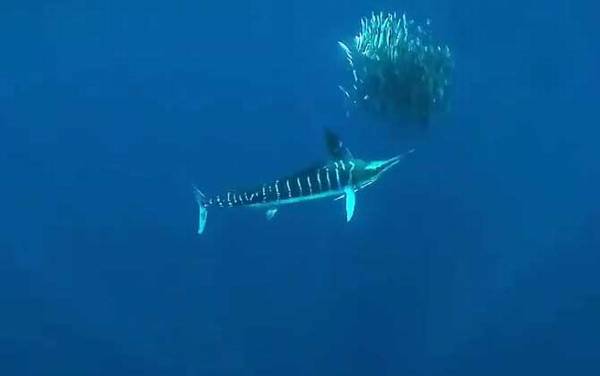 马林鱼是什么鱼?