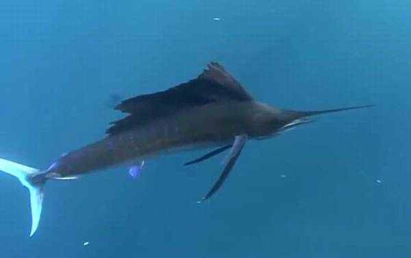 马林鱼是什么鱼?