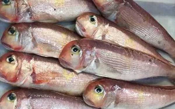 马头鱼是什么鱼?