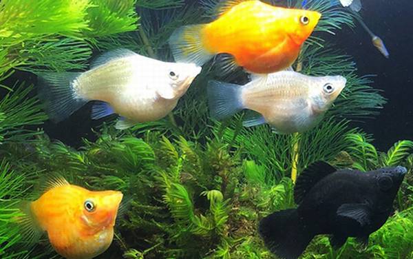 玛丽鱼是什么鱼?