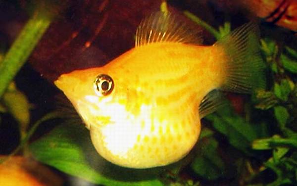 玛丽鱼是什么鱼?