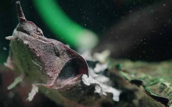 玛塔龟是什么龟?