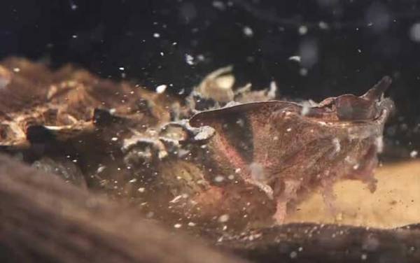 玛塔龟是什么龟?