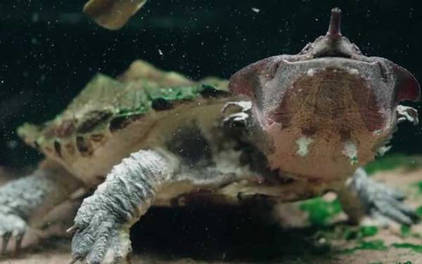 玛塔龟是什么龟?