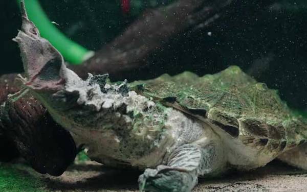 玛塔龟是什么龟?