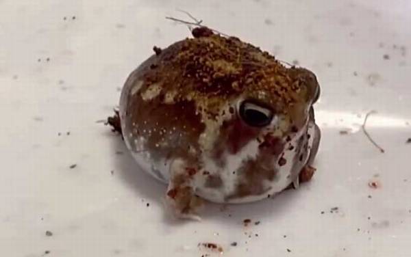 馒头蛙是什么动物?