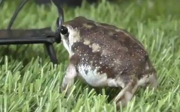 馒头蛙是什么动物?