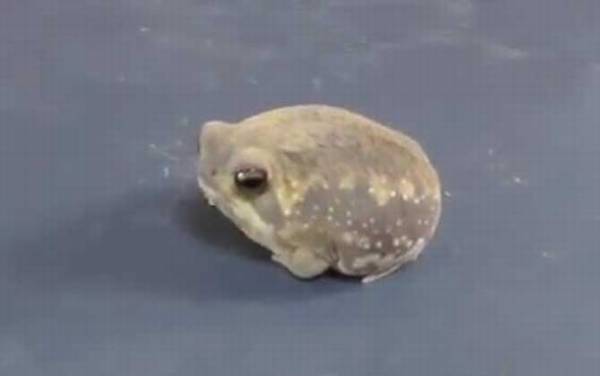 馒头蛙是什么动物?