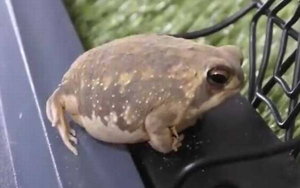 馒头蛙是什么动物?