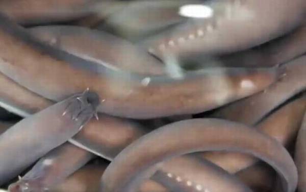 盲鳗是什么动物?