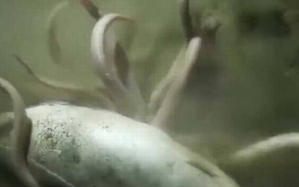 盲鳗是什么动物?