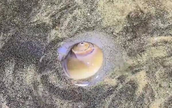 猫眼螺是什么螺?