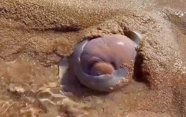 猫眼螺是什么螺?