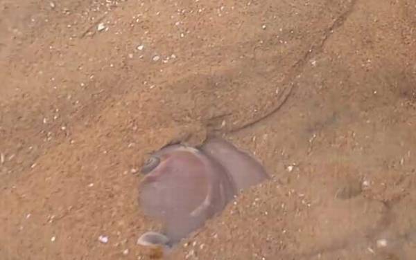 猫眼螺是什么螺?