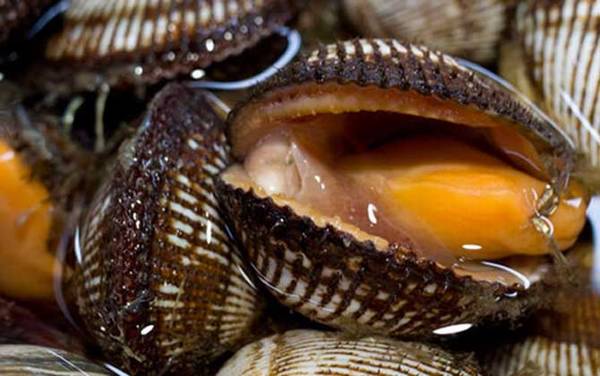 毛蚶是什么动物?