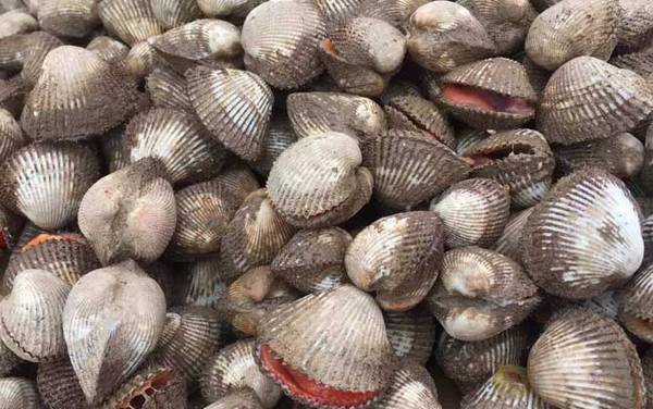 毛蚶是什么动物?