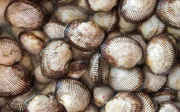 毛蚶是什么动物?