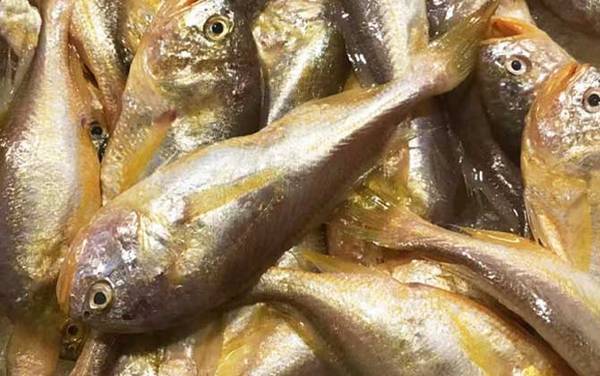 梅童鱼是什么鱼?