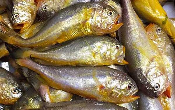 梅童鱼是什么鱼?