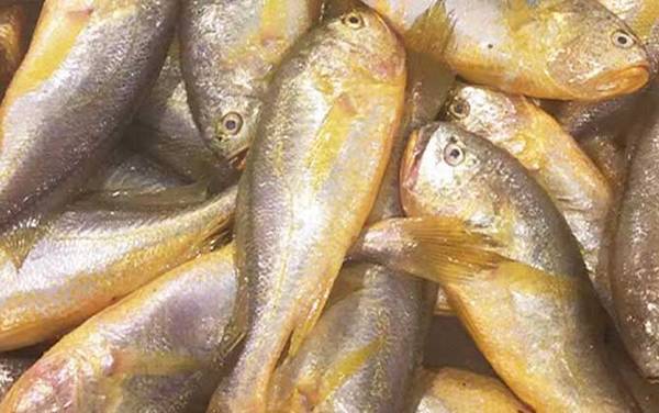 梅童鱼是什么鱼?