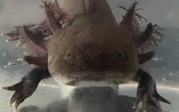 美西螈是什么动物?