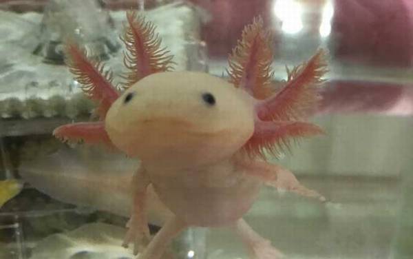 美西螈是什么动物?