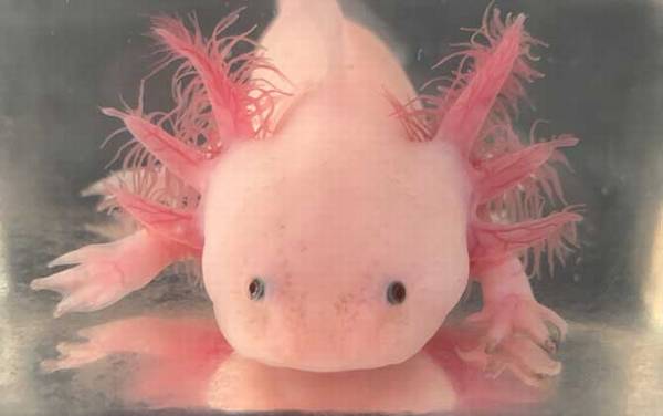 美西螈是什么动物?