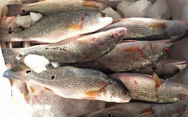 米鱼是什么鱼?