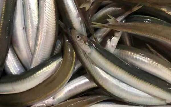 面条鱼是什么鱼?