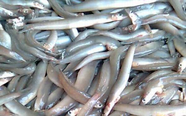 面条鱼是什么鱼?