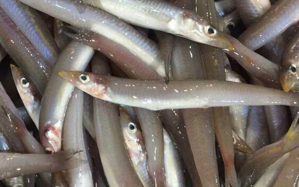 面条鱼是什么鱼?