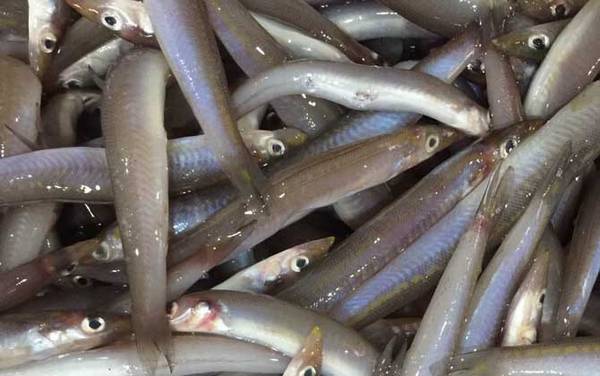 面条鱼是什么鱼?