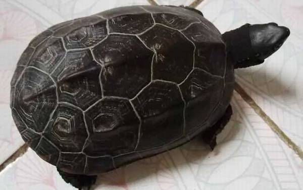 墨龟是什么龟?